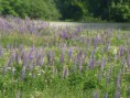 /album/fotogaleria-canada-/sl370597-jpg/